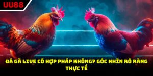 Đá Gà Live Có Hợp Pháp Không? Góc Nhìn Rõ Ràng Thực Tế