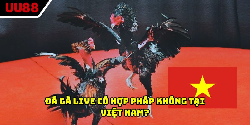 Đá gà live có hợp pháp không tại Việt Nam?