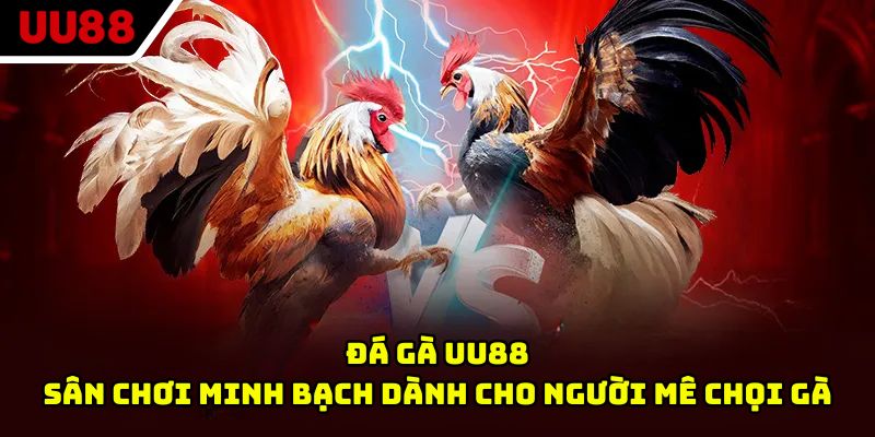 Đá Gà UU88 - Sân Chơi Minh Bạch Dành Cho Người Mê Chọi Gà