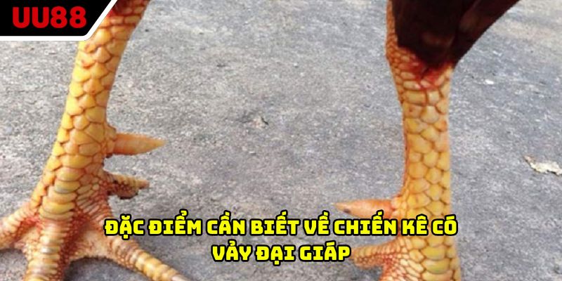 Đặc điểm cần biết về chiến kê có vảy đại giáp