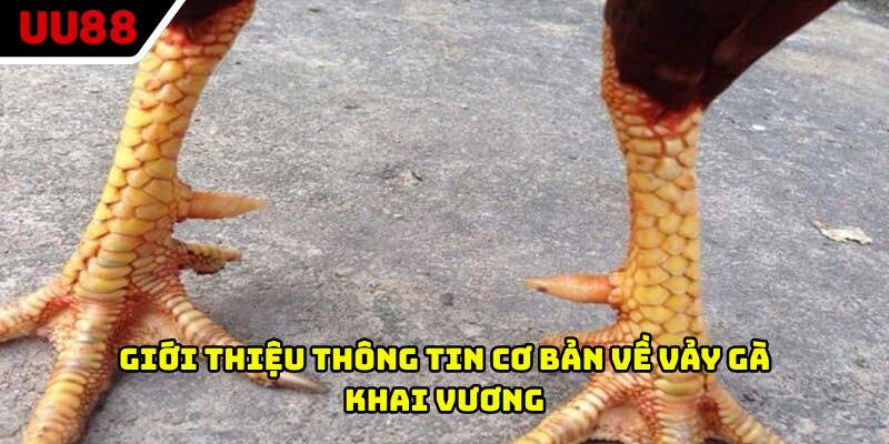 Giới thiệu thông tin cơ bản về vảy gà khai vương