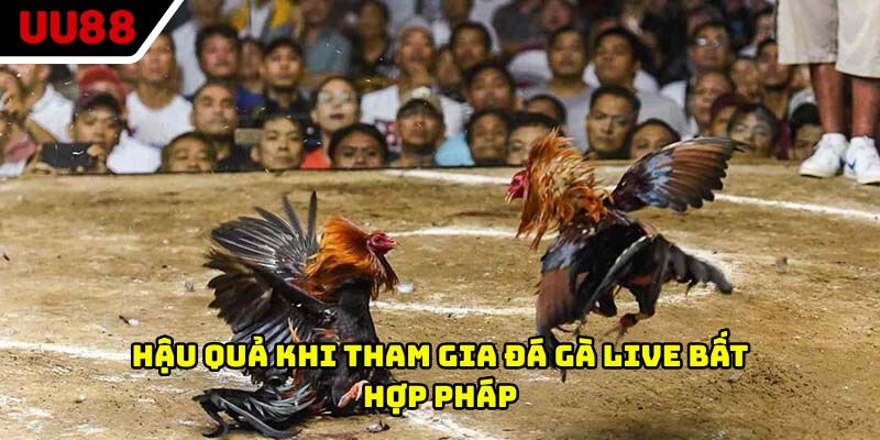 Hậu quả khi tham gia đá gà live bất hợp pháp
