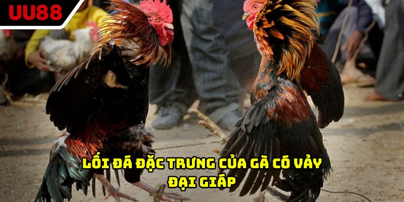 Lối đá đặc trưng của gà có vảy đại giáp