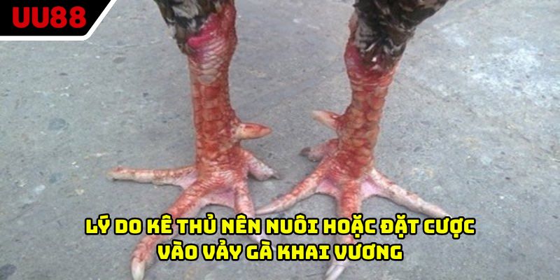 Lý do kê thủ nên nuôi hoặc đặt cược vào vảy gà khai vương