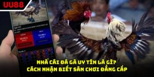 Nhà Cái Đá Gà Uy Tín Là Gì? Cách Nhận Biết Sân Chơi Đẳng Cấp