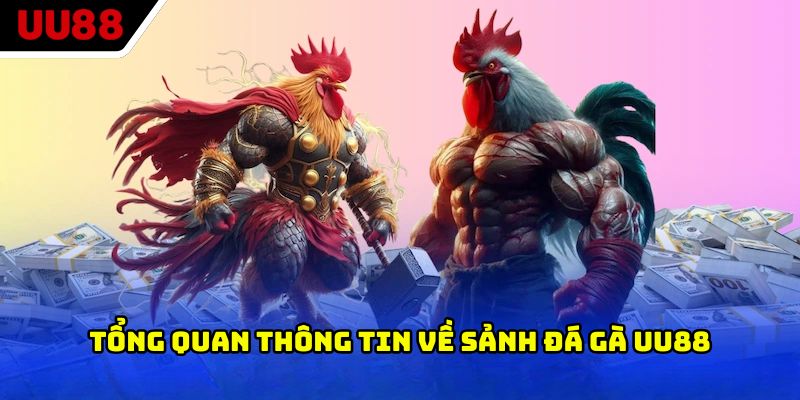 Tổng quan thông tin về sảnh đá gà UU88