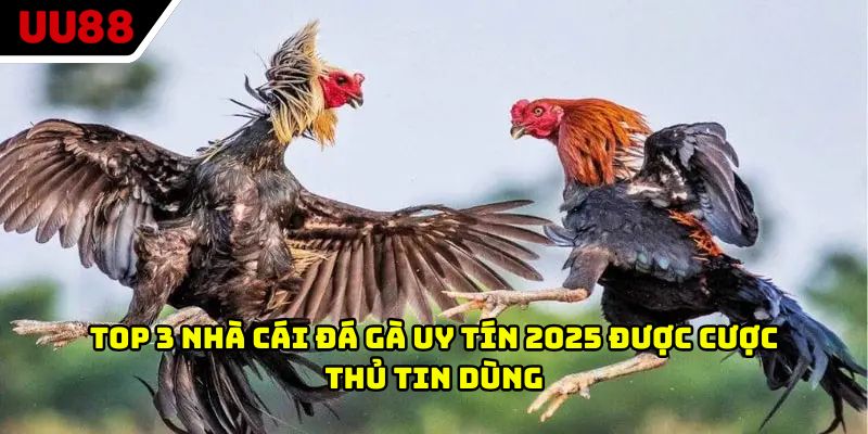 Top 3 nhà cái đá gà uy tín 2025 được cược thủ tin dùng
