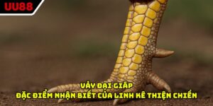 Vảy Đại Giáp - Đặc Điểm Nhận biết Của Linh Kê Thiện Chiến