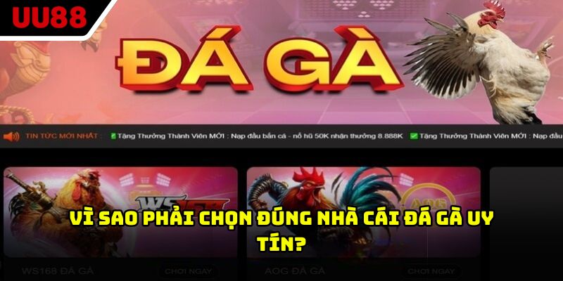 Vì sao phải chọn đúng nhà cái đá gà uy tín?